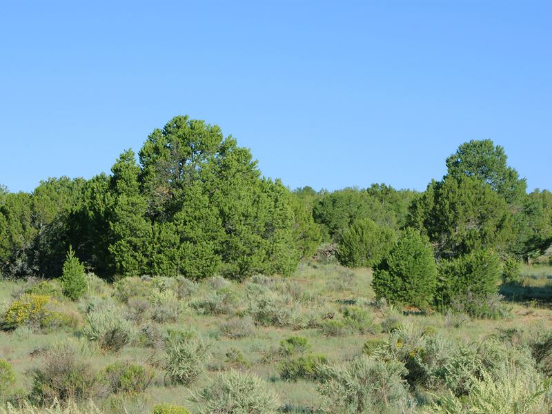 Arizona's Best Selection of Land : Saint Johns : Apache County : Arizona