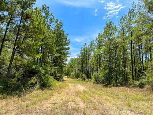 451 Acres, The Game Preserve : Huntsville : Walker County : Texas