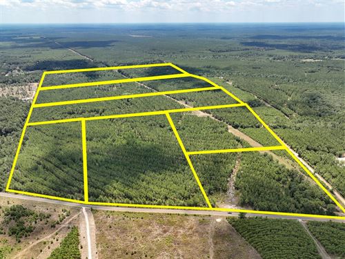 38 Acres, CR 1420 T-19 : Warren : Tyler County : Texas