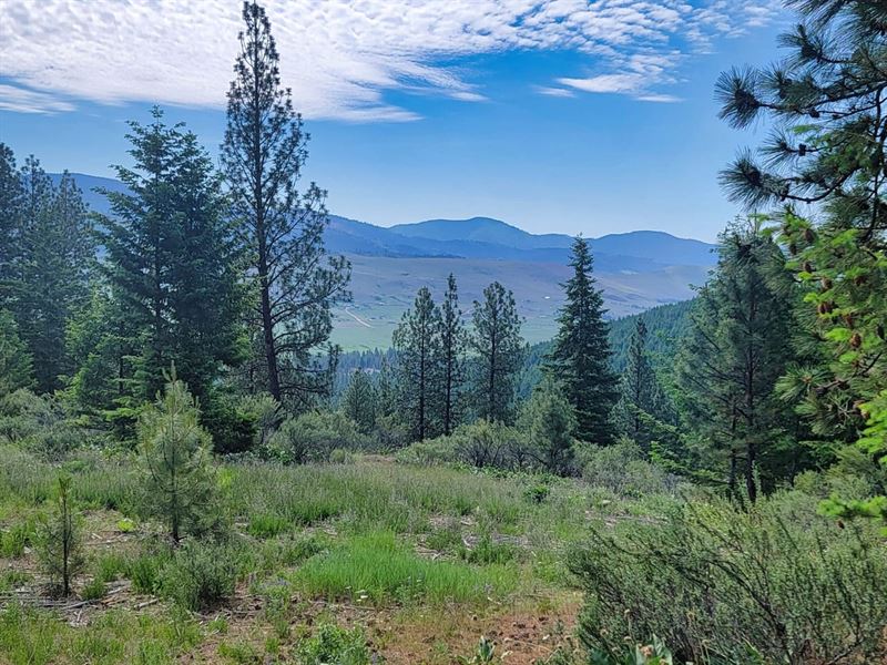 Lynch Creek Tract : Plains : Sanders County : Montana