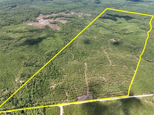448 Acres, The Game Preserve : Huntsville : Walker County : Texas