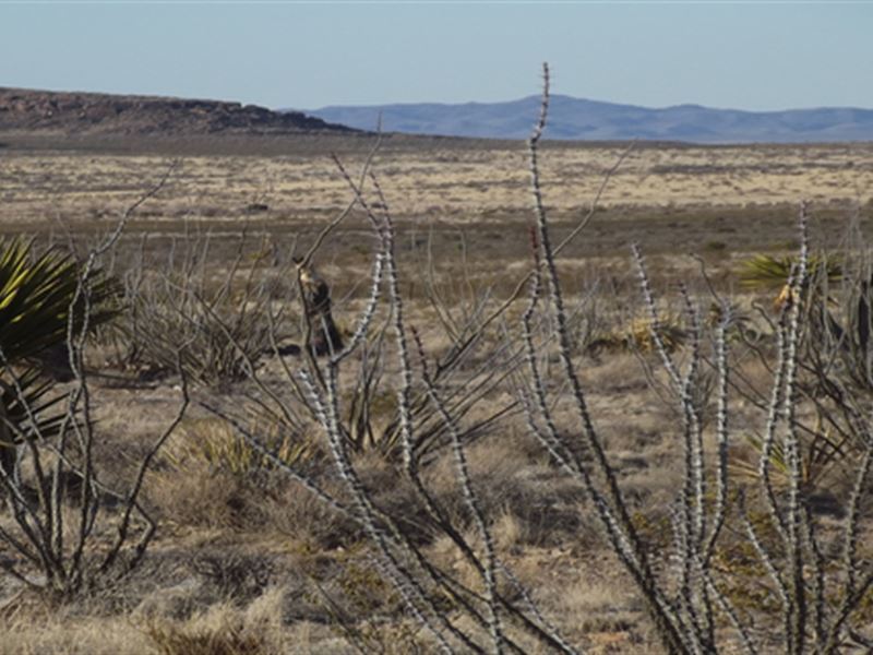 Buy 1 Get 1 20 Ac Property 1/4 Off : Sierra Blance : Hudspeth County : Texas