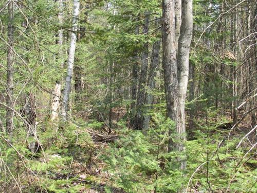 60 Acre Recreational Parcel : Deerton : Alger County : Michigan