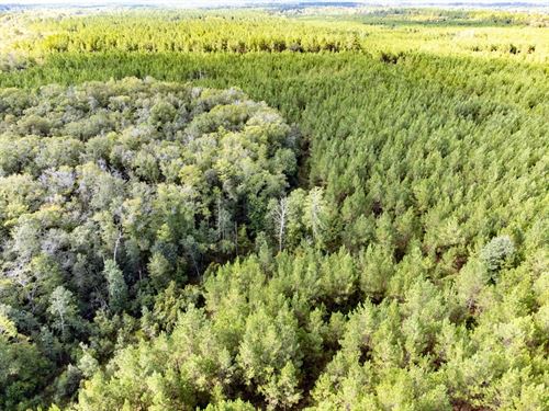 322 Ac Timberland Investment And Mu : Westville : Holmes County : Florida