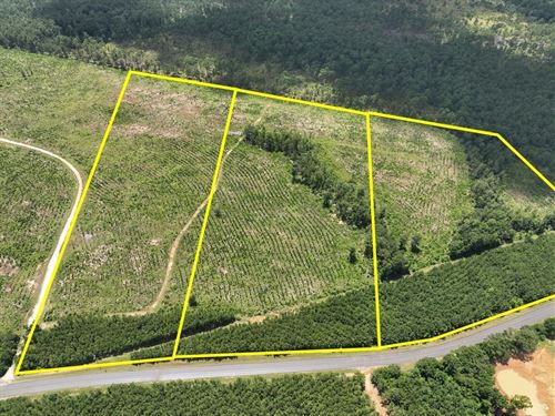 17 Acres, T-2, FM 1276, 00011 : Dallardsville : Polk County : Texas