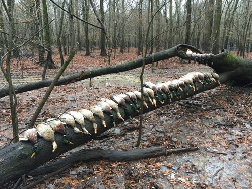 Cache Bottoms Flooded Timber : Biscoe : Monroe County : Arkansas