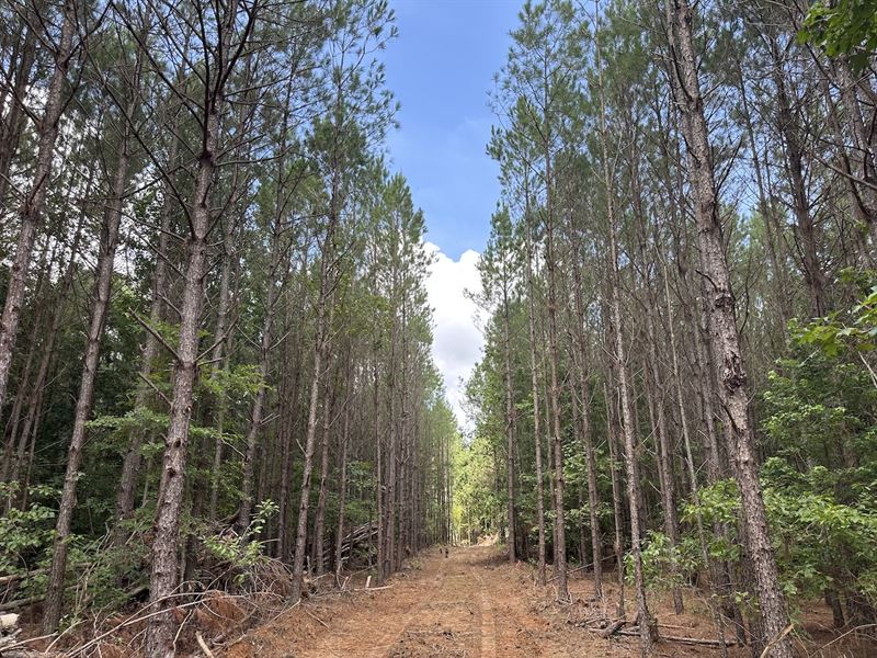 Church Road North Tract : McCool : Choctaw County : Mississippi