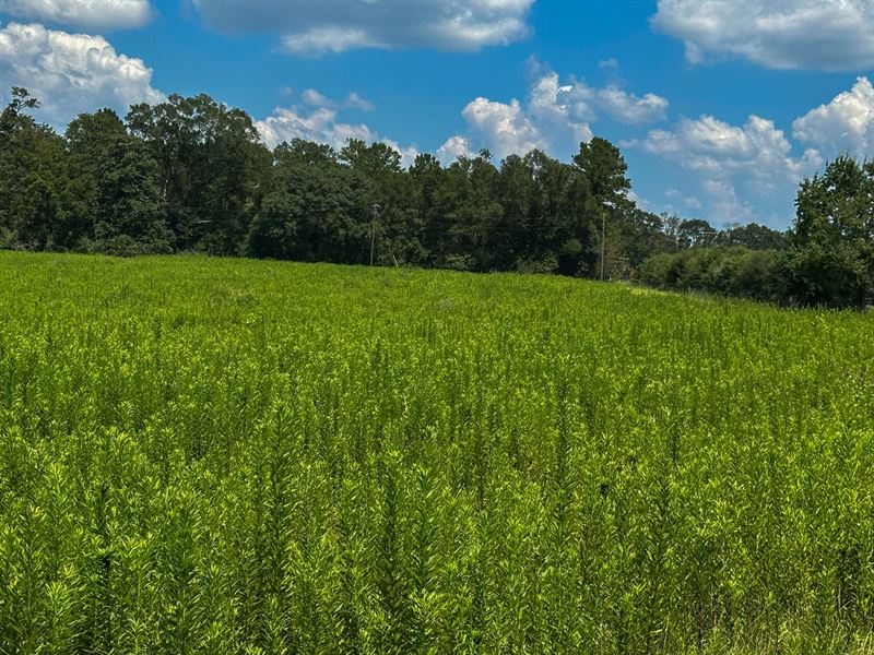 Washington Parish, La, Prime Locat : Franklinton : Washington Parish : Louisiana