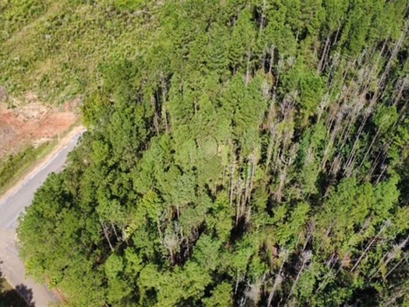 Hidden Pines : Liberty : Amite County : Mississippi