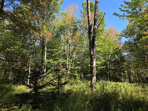 Near Old Forge : Steuben : Oneida County : New York