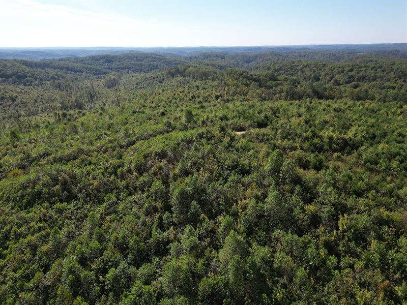 Wildcat Tract 110 : East Bernstadt : Laurel County : Kentucky