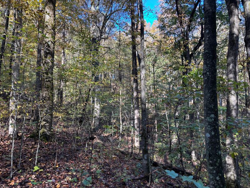 24 Acres Talking Rock, GA : Talking Rock : Pickens County : Georgia