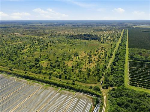 Big Cypress Preserve : Immokalee : Hendry County : Florida