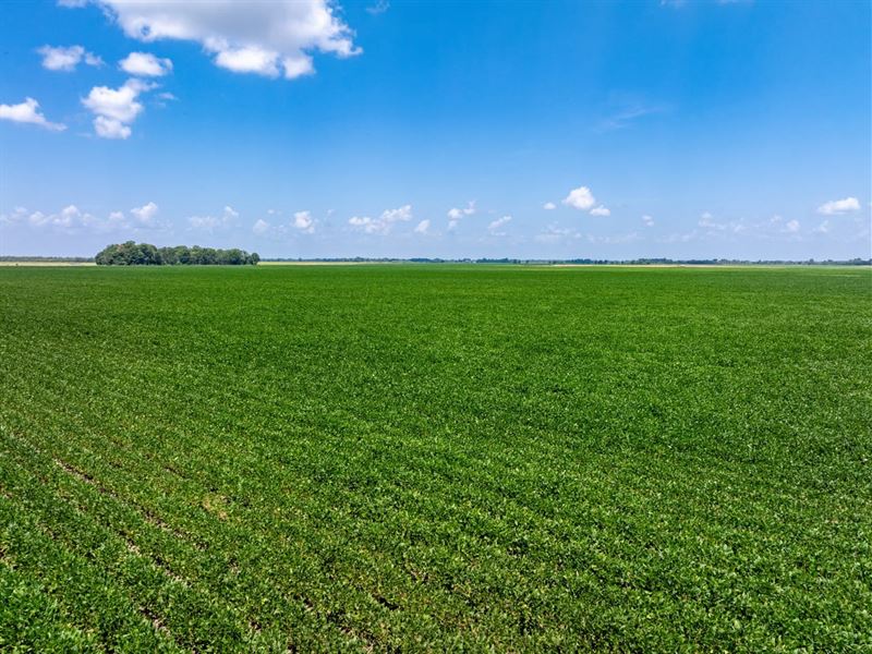312 Acre Row Crop & Hunting Far : Alicia : Lawrence County : Arkansas