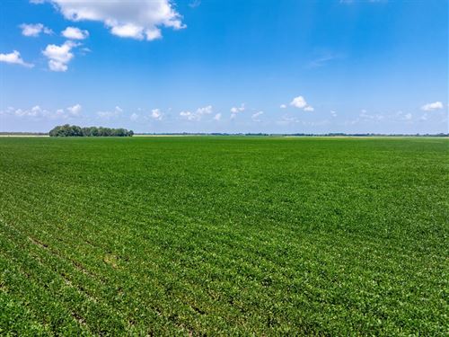312 Acre Row Crop & Hunting Far : Alicia : Lawrence County : Arkansas