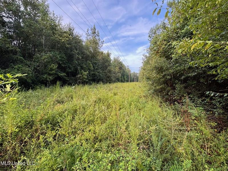 48 Acres for Sale in Jones County : Ellisville : Jones County : Mississippi