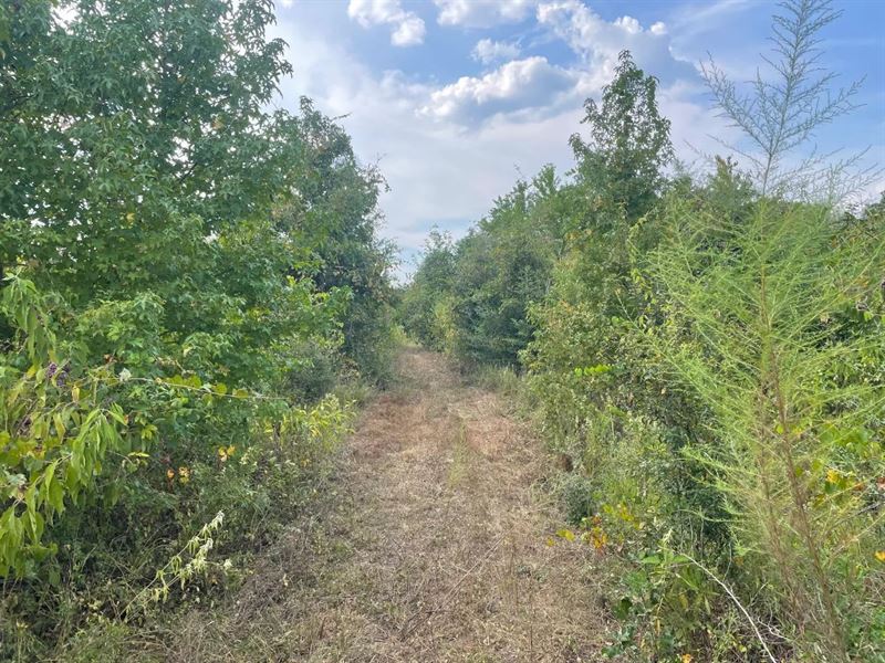 40 Acres Beauregaurd Parish LA : Sugartown : Beauregard Parish : Louisiana