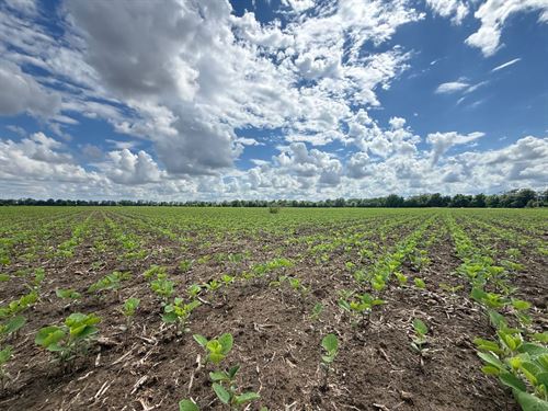Prime Irrigated Farm & Waterfowl Pr : Heth : Saint Francis County : Arkansas