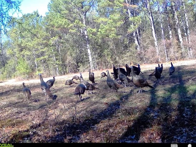 261 Acres, Prime Hunting / Family : Tuskegee : Macon County : Alabama
