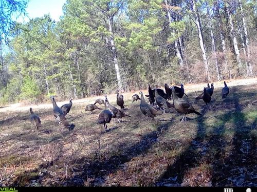261 Acres, Prime Hunting / Family : Tuskegee : Macon County : Alabama