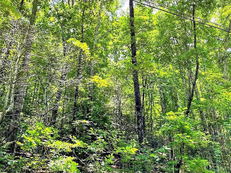 Rabun Co. Mountain Land with Views : Rabun Gap : Rabun County : Georgia