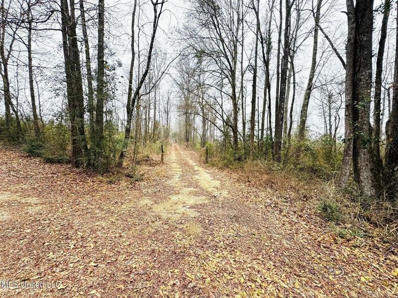 Hunting & Homesite Land Near Tyler : Tylertown : Walthall County : Mississippi