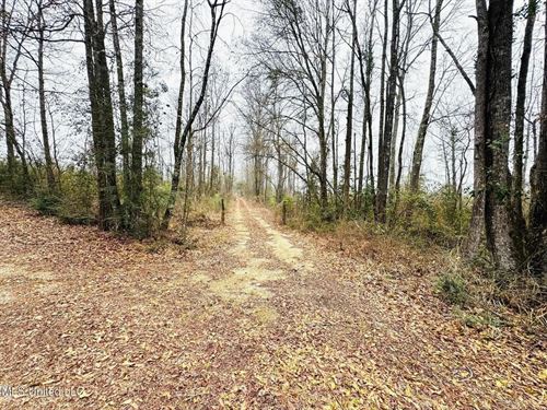 Hunting & Homesite Land Near Tyler : Tylertown : Walthall County : Mississippi
