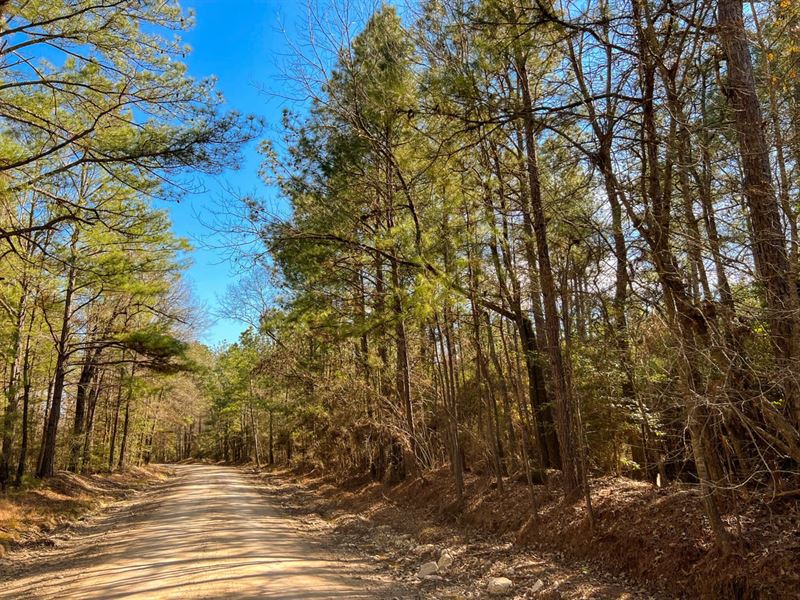 85 Acres, Paces Creek, T3077-16 : Corrigan : Polk County : Texas