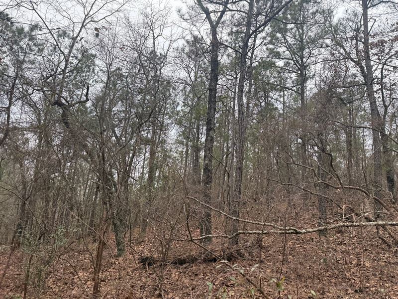 20 Ac Autauga Tract : Verbena : Autauga County : Alabama