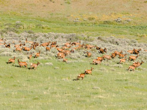 Lorenz Ranch : Hayden : Routt County : Colorado