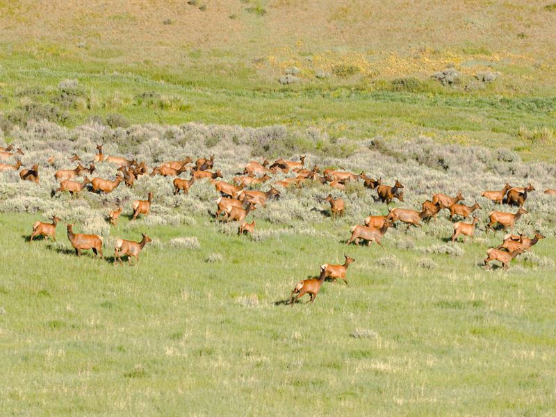 Lorenz Ranch : Hayden : Routt County : Colorado