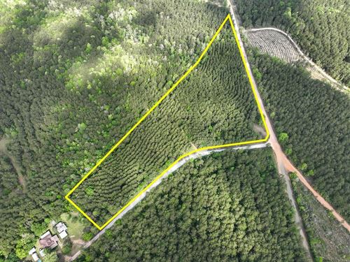 11 Acres, T-1, CR 4300, Sn6327 : Woodville : Tyler County : Texas