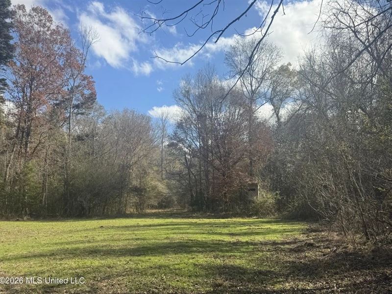 South Mississippi Hunting Land : Tylertown : Walthall County : Mississippi
