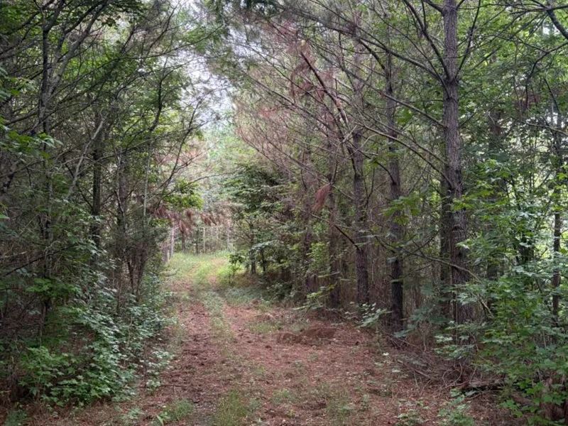 208 Acres in Union County, MS : Blue Springs : Union County : Mississippi