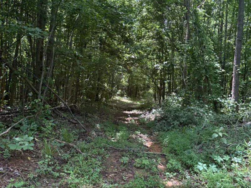 196 Acres Union County, MS : Dumas : Union County : Mississippi