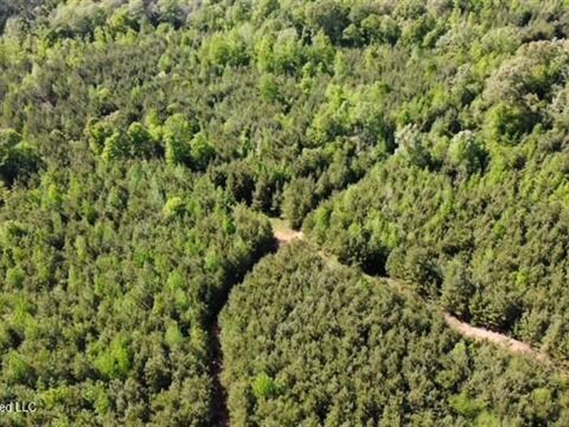 Whispering Timber Haven : Bogue Chitto : Lincoln County : Mississippi