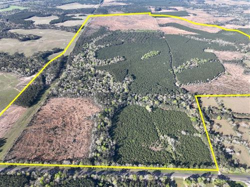 2339 Acres, T-3, Highway 146 : Livingston : Polk County : Texas