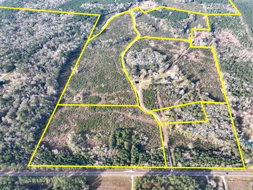 38 Acres, T-9 & T-10, Tall Cotton : Saratoga : Hardin County : Texas