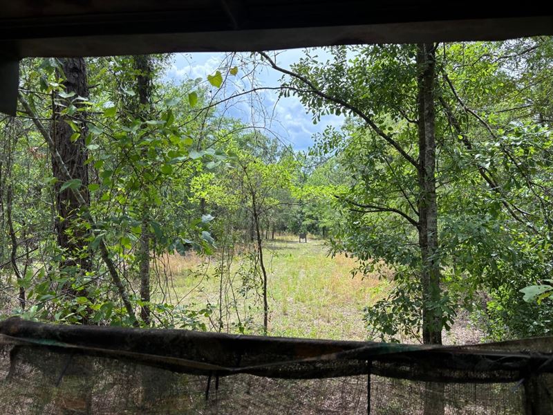Turn Key Hunting in The Heart Of MI : Soperton : Montgomery County : Georgia