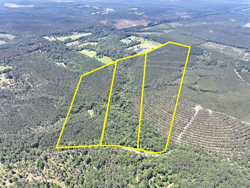 68 Acres, Paces Creek, T3074-11 : Corrigan : Polk County : Texas