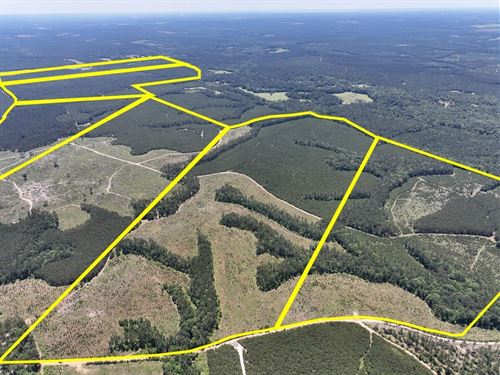 226 Acres, Punk Road, T-5, 3078 : Corrigan : Polk County : Texas
