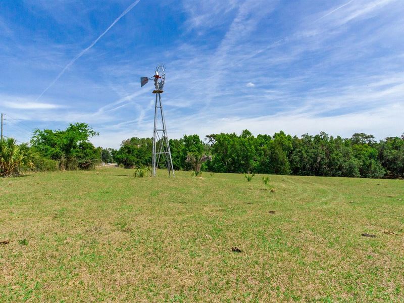 Wild Hair Ranch : Brooksville : Hernando County : Florida