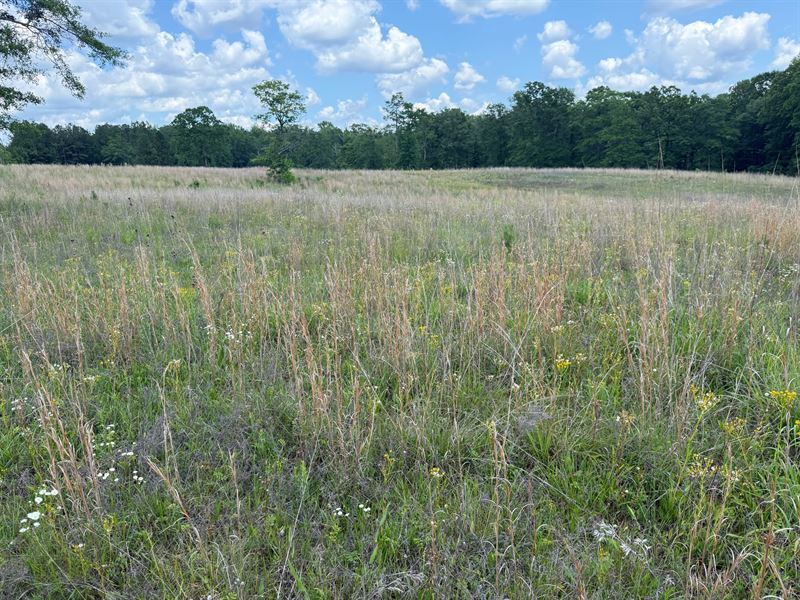 62 Acres Near Sylac : Sylacauga : Coosa County : Alabama