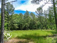 35 Acre Timber Tract, Union County : Union : South Carolina