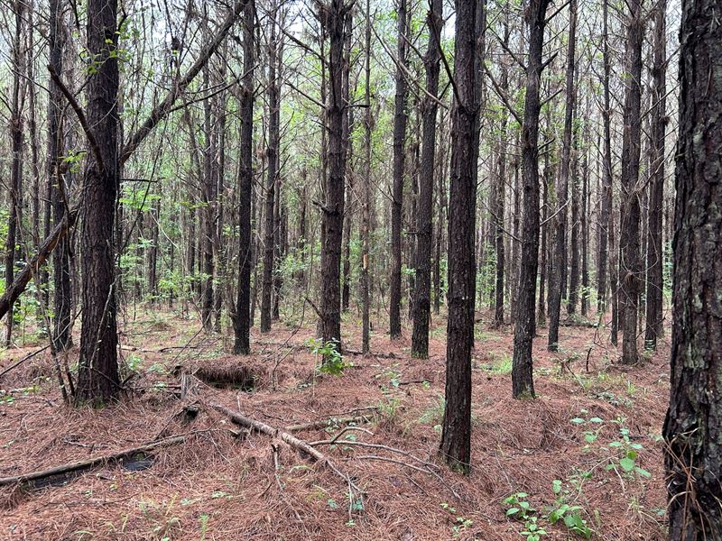 Fox Pen Tract : Greenville : Butler County : Alabama