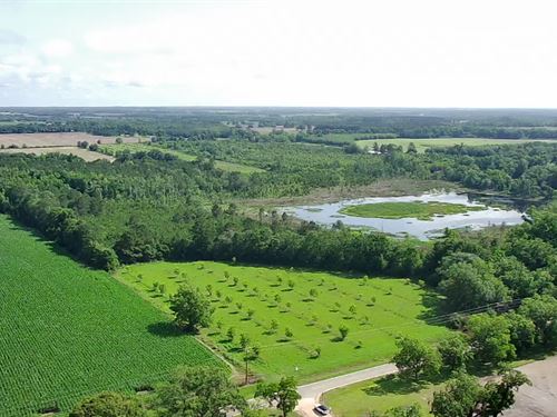 113+Ac Pecan Orchard & Hunting Land : Cairo : Grady County : Georgia
