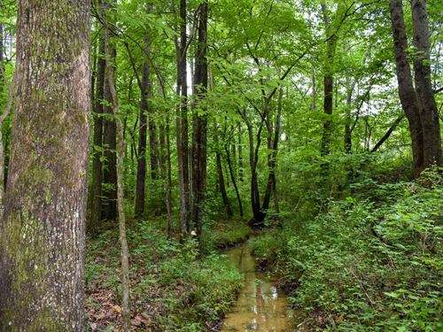 Possum Hollow : Fairmount : Gordon County : Georgia