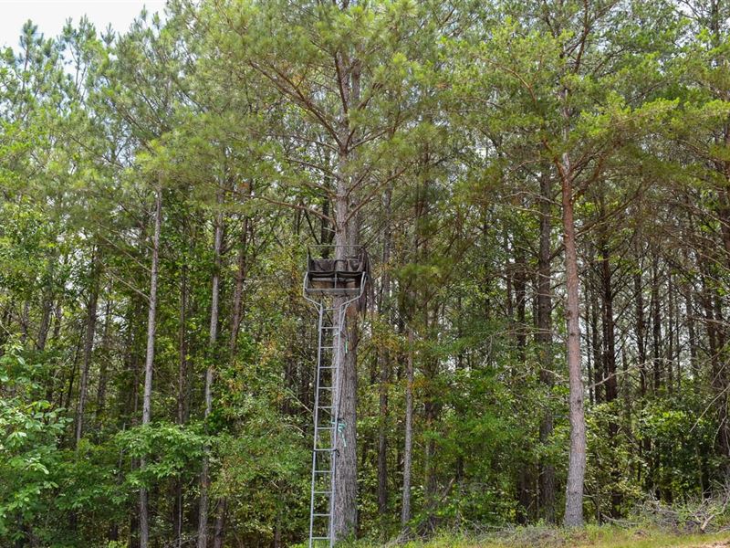 Salacoa Tract : Fairmount : Gordon County : Georgia