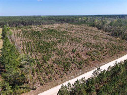 30.65 Ac Land For Sale in Camde : White Oak : Camden County : Georgia