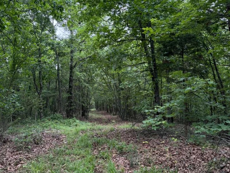61 Acres in Polk County, AR : Cove : Polk County : Arkansas